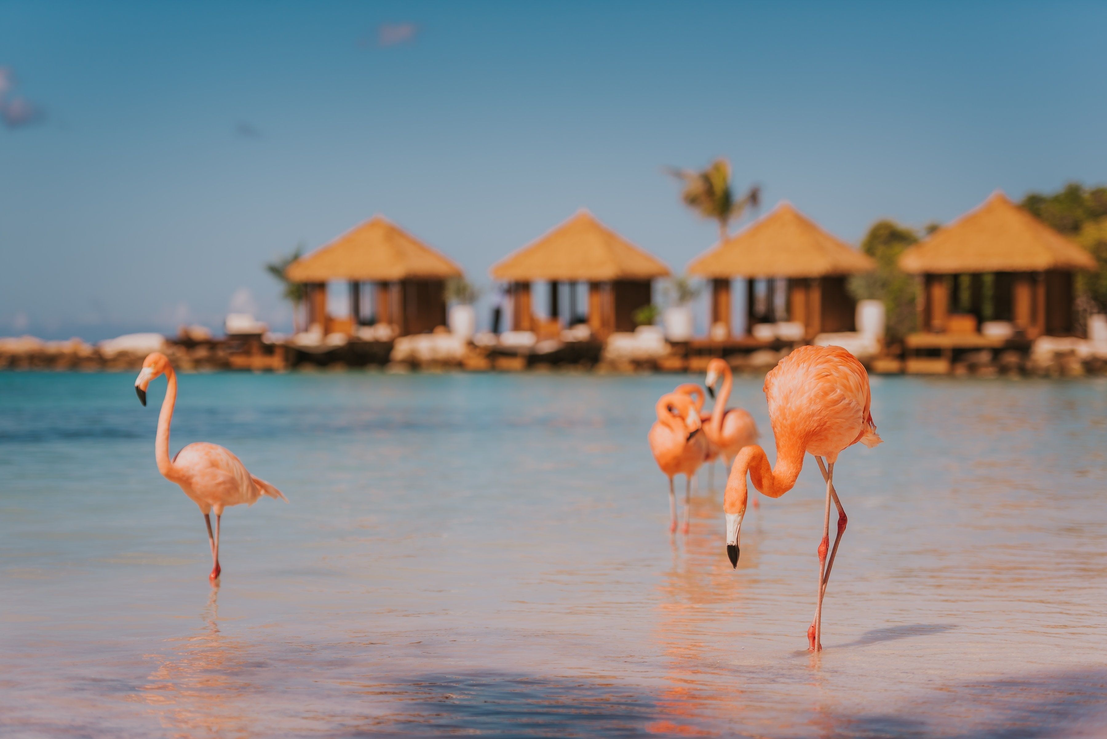 Tropicana Aruba Resort Casino to renaissance aruba